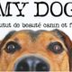 MY DOG Toilettage canin félin
