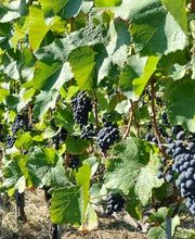 Cave du Lac Sàrl Bild 2