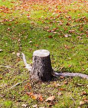 Vista Valley Tree Service Inc image 12