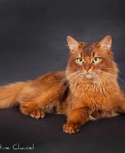 Chatterie de l'Alantolie image 14