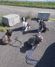 Focus Dogs Hundeschule KlG Bild 4