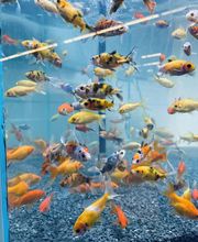 POISSONS ANIMALERIE 