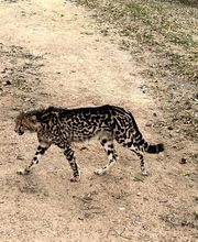 Knap Tours imagen 13