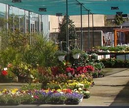 Central fleurs image 11