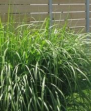 Bison Gartenbau AG Bild 1