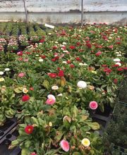 Les Serres Du Forez SARL image 3