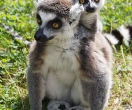 Spaycific'Zoo image 5