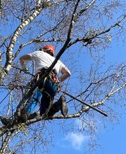 Treevarna Baumpflege München Bild 13