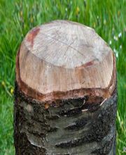 Borger et Fils image 3