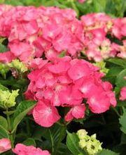 Pépinières Lafitte image 19