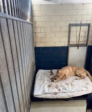 Dierenhotel Pandora afbeelding 1