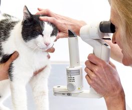 Marigin Tierklinik - 24 Std. Notfalldienst - Zentrum für Tiermedizin Bild 11