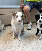Ormond Beach Family Vet image 5