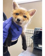 Pompton Lakes Animal Hospital image 5