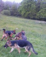 Guiberteau Jean-Pierre image 5