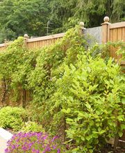 Ameline Arbora image 12