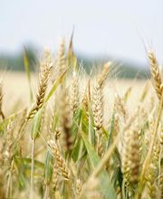 AgriZen imagen 4