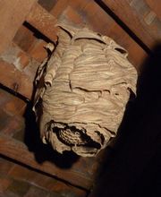 Stop Guêpes & Frelons image 2