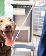 Family Pet Clinic Southampton image 14