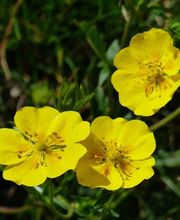 Barbara Rossi Consulente Certificata Fiori di Bach BFRP e Fiori Australiani ABFE immagine 5