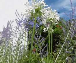 Jardins d'Ile image 2