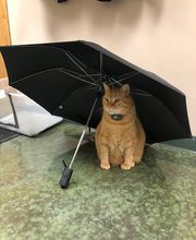 Belle Plaine Animal Hospital image 2