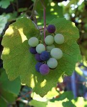 Gasthof Pizzeria Weingarten Bild 11