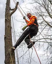 TreeUp Baumpflege Bild 2