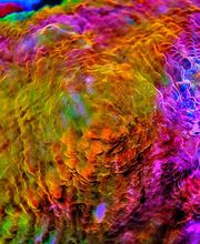 Aqua-Matrix Corals GmbH Bild 2