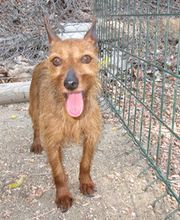 adopcion-perro-02-g.jpg