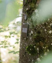 Eine kleine Namenstafel am Baum macht auf die Grabstätte im FriedWald Elisenruhe aufmerksam.