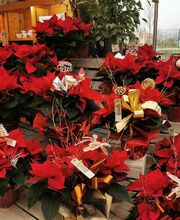 Joll'y Fleur image 4