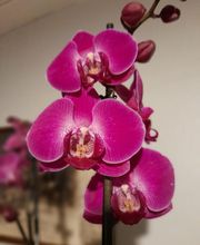 Marty Fleurs image 16