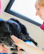 Clinique vétérinaire des trois fontaines image 6