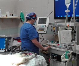 Centro Veterinario Maccauro immagine 3