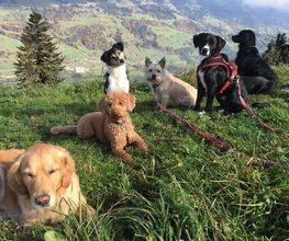 Hundetraum Bild 2