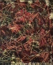 War of the Roses   40x40cm