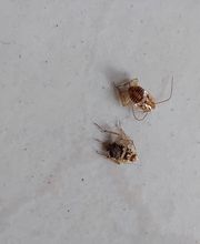 Christian Schneider Schädlingsbekämpfung Bild 2