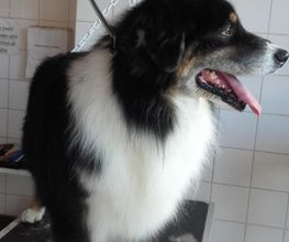 Animalook image 9