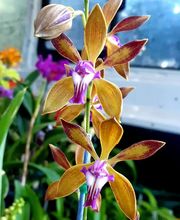Odom's Orchids Inc image 4