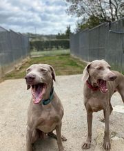 Pension Dog Méditerranée image 4