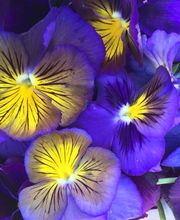 BlütenZauber Binderei Bild 7