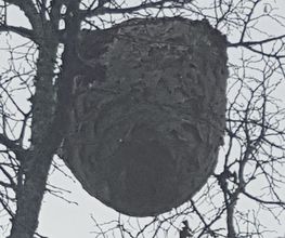 Stop Insecte image 15