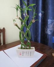 Mohr Christine image 3