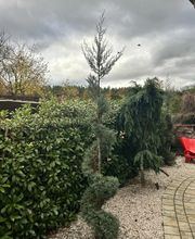 Gartenservice Mark Miess Bild 55