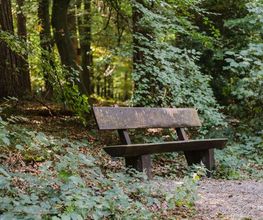 Bänke an den Waldwegen im FriedWald Kalletal laden zum Verweilen ein.