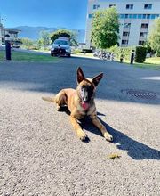 DetectDOG by HDD, Horner Détection Désinfestation sàrl Bild 1