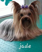 Au Bain Canin image 3