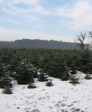Christbaumhof Peter Bild 4