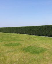 Renet Pierre image 7